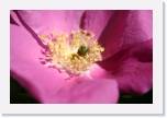 Flowers 066